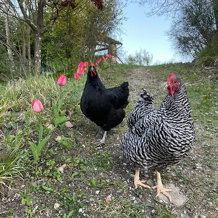 Typical House In Trebbia Valley Cella
