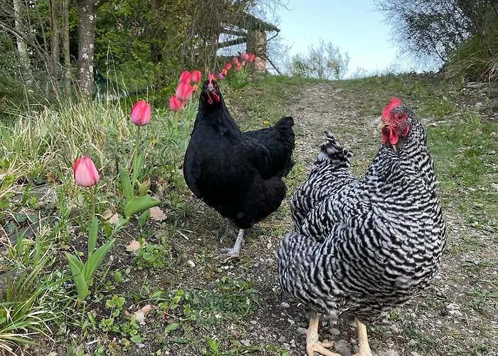 Typical House In Trebbia Valley Cella